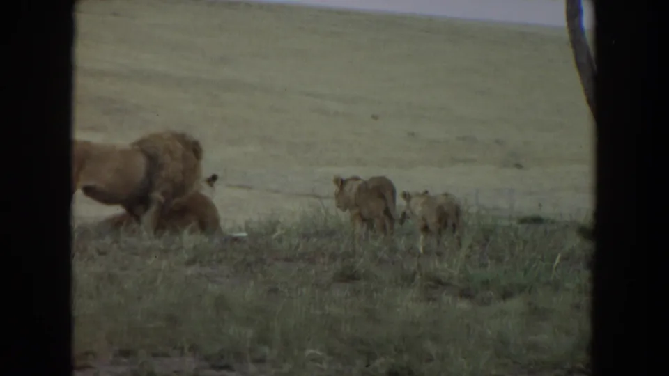 Adult male lion with cubs in a grassy setting, filmed in soft 1970s 8mm color from a partially blocked viewpoint.