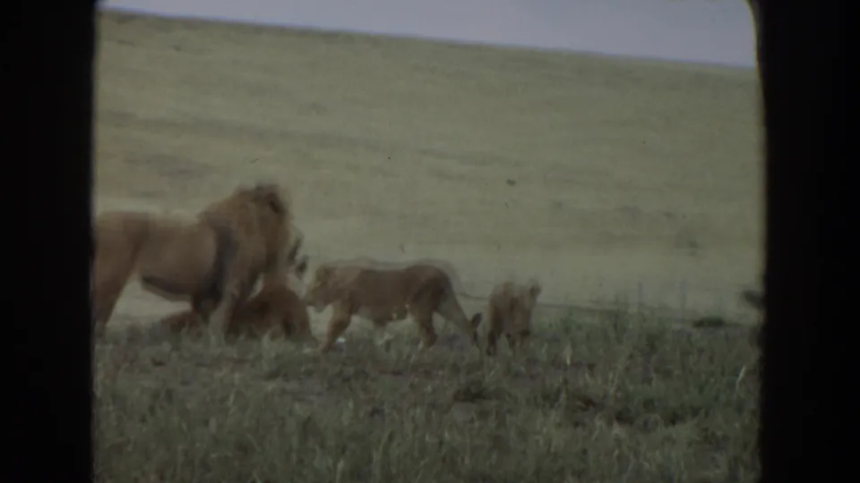 Soft 8mm view of a lion family gathered in grass, with cubs close to the adult and dark framing at the sides.