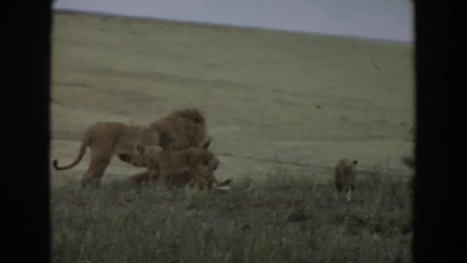 1974 home-movie frame showing an adult lion with cubs in grassland, divided by a dark vertical bar from the shooting position.
