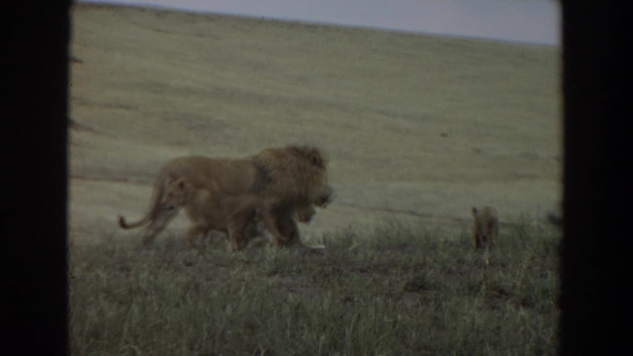 Maned male lion walking through tall grass in an open field.