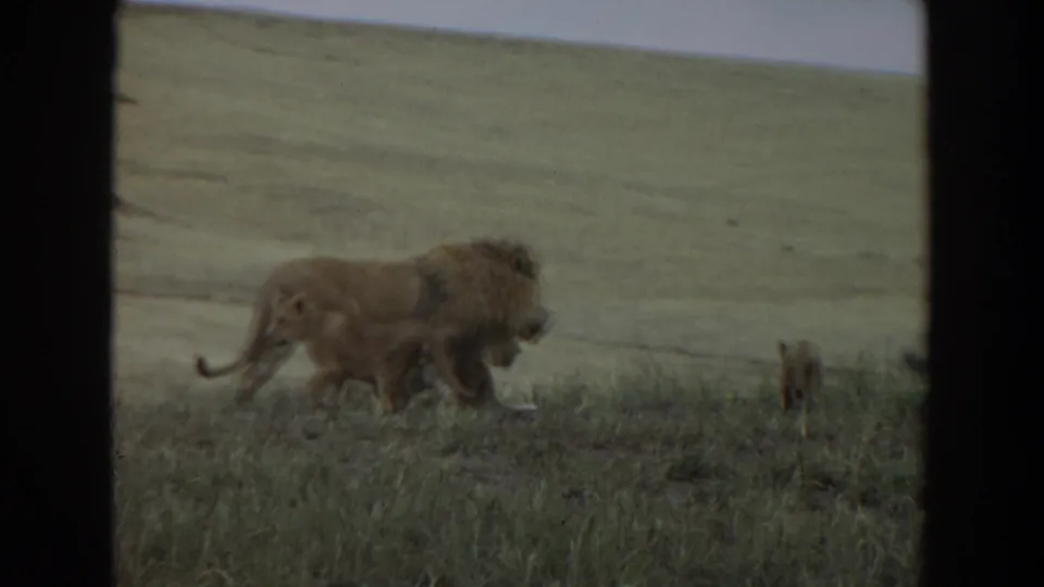1974 8mm frame from Irvine, California showing a maned male lion moving across grassy terrain with dark film borders.