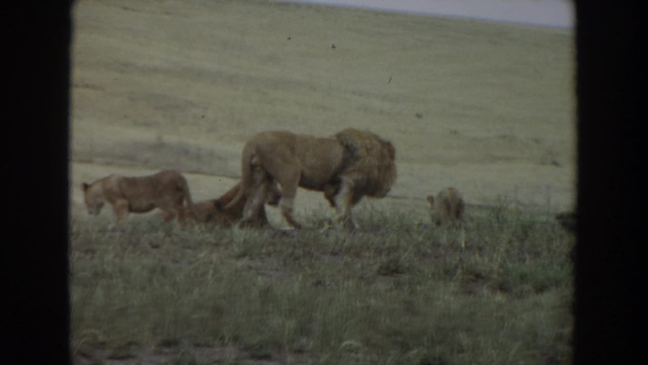 Lion family moving through grass, with male lion, lioness, and cubs visible.