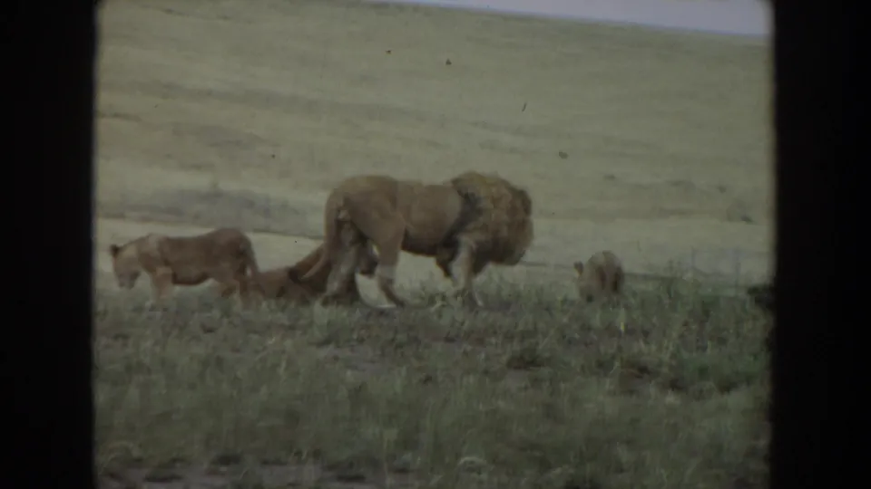 1974 8mm frame from Irvine, California showing a male lion near a lioness and cubs in open grassy terrain.