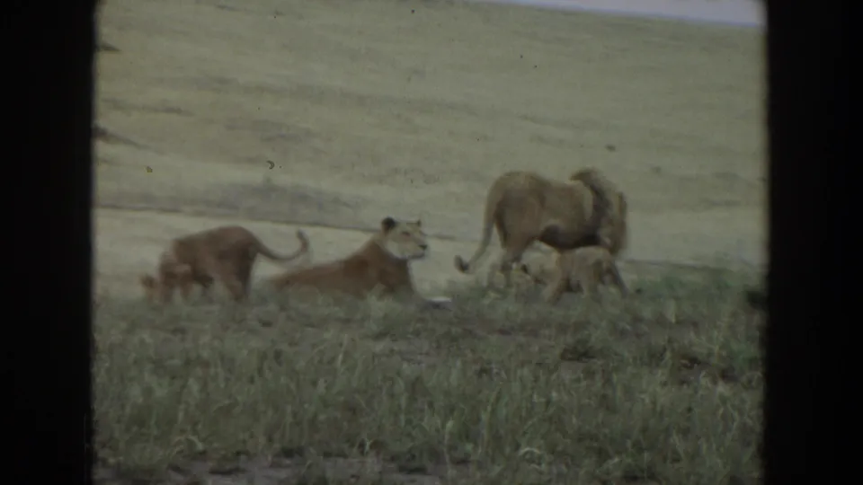 1974 8mm frame from Irvine, California showing a lioness, cubs, and a maned male lion grouped in grass.