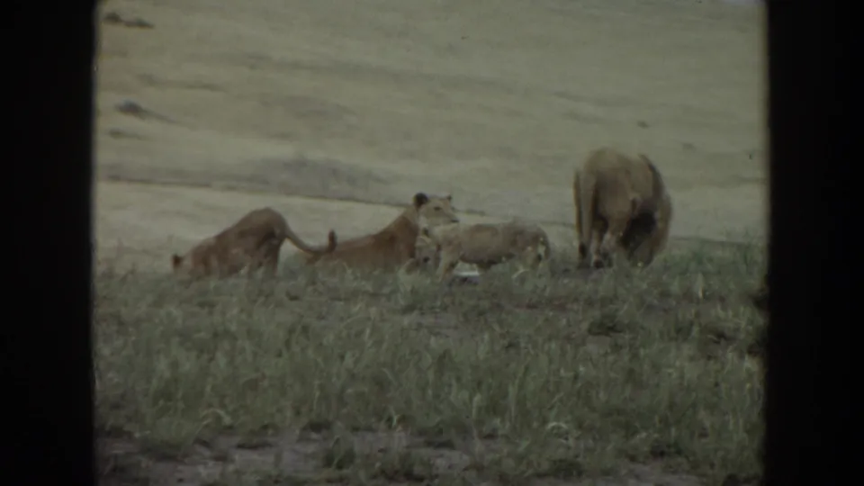 1974 8mm frame from Irvine, California showing a lioness, cubs, and a male lion at the edge of tall grass.