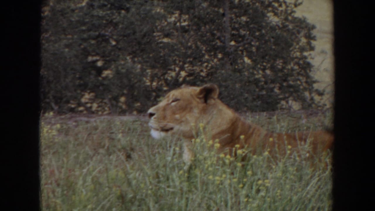 Lioness resting in tall grass with shrubs behind her.