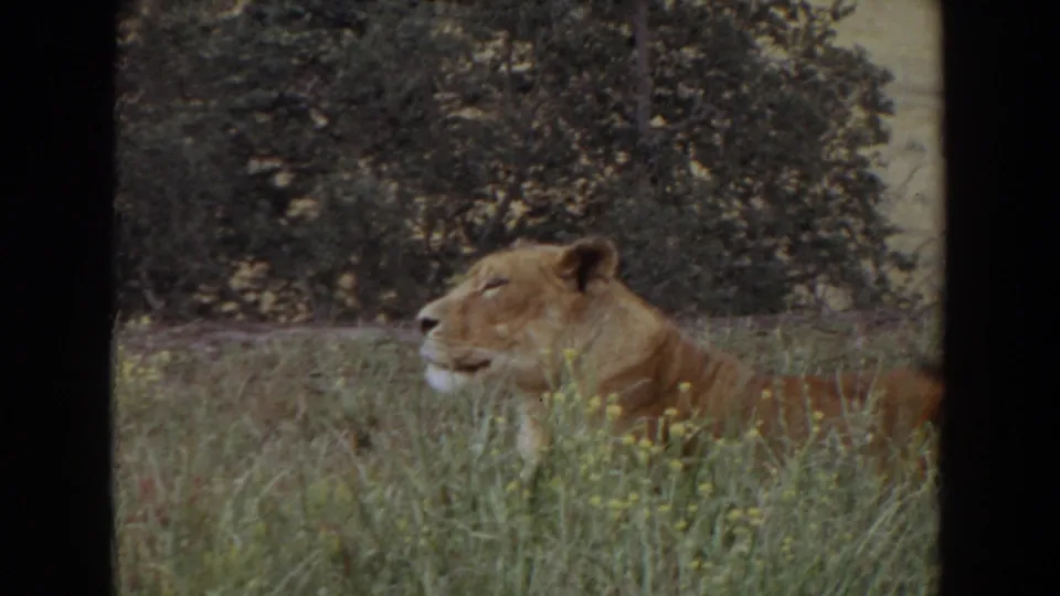 1974 Irvine 8mm frame showing a lioness resting in tall grass and small wildflowers, with dense foliage in the background.