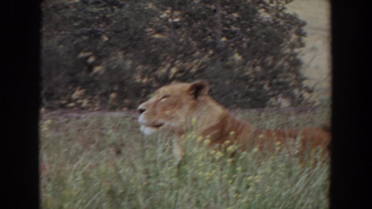 Lioness lying in grass, seen in profile beside leafy shrubs.