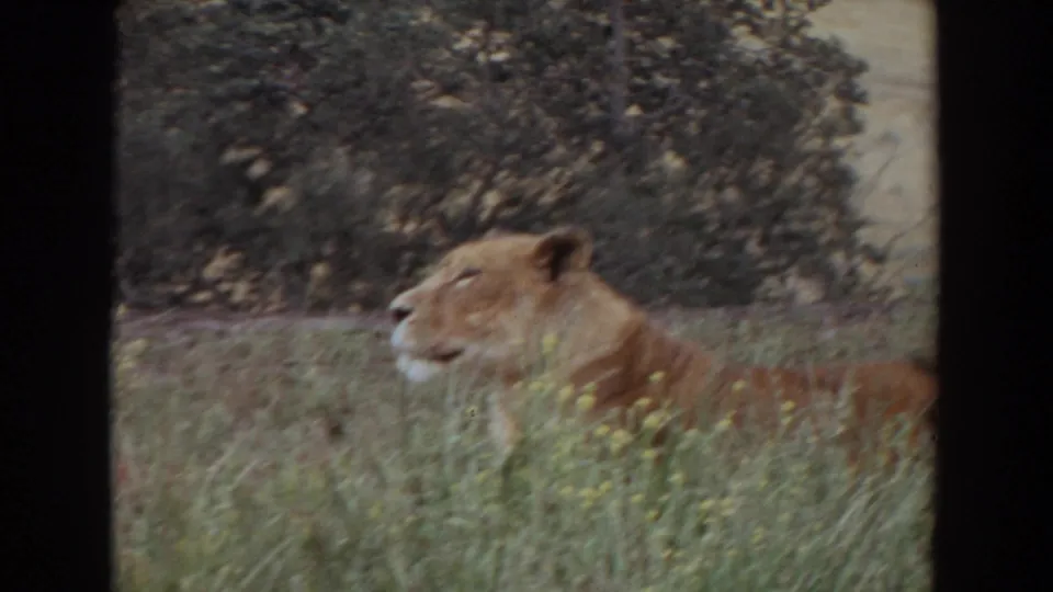 1974 Irvine 8mm frame with a lioness in profile, partly obscured by tall grass and wildflowers before dense greenery.