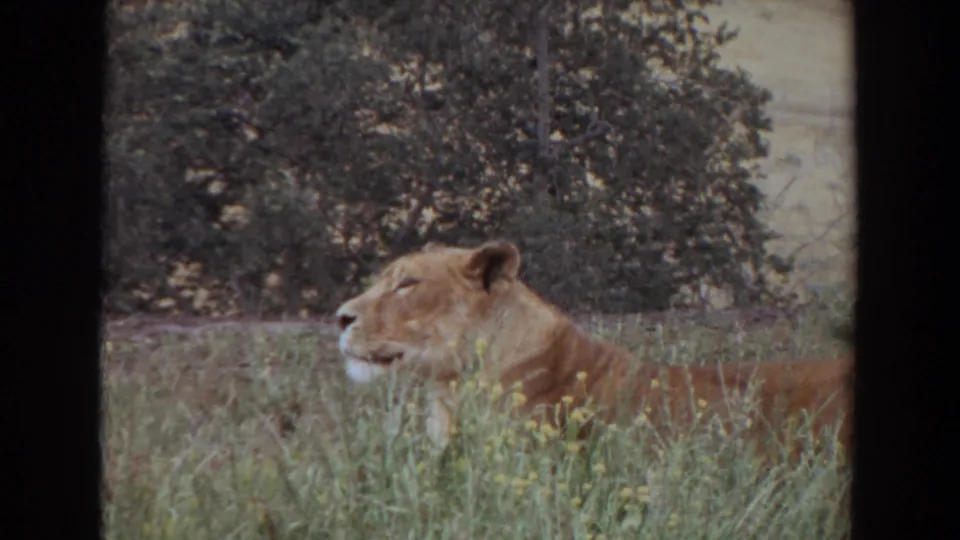 1974 Irvine 8mm frame showing the lioness still resting in tall grass, her head raised against a background of shrubs and trees.