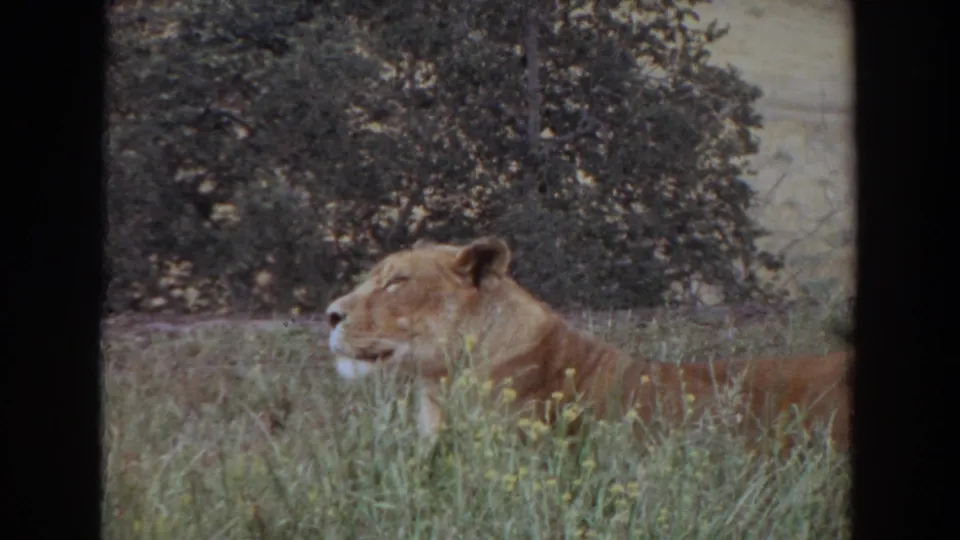 1974 Irvine 8mm frame of a lioness facing left in tall grass, with small yellow flowers and dark leafy foliage behind.