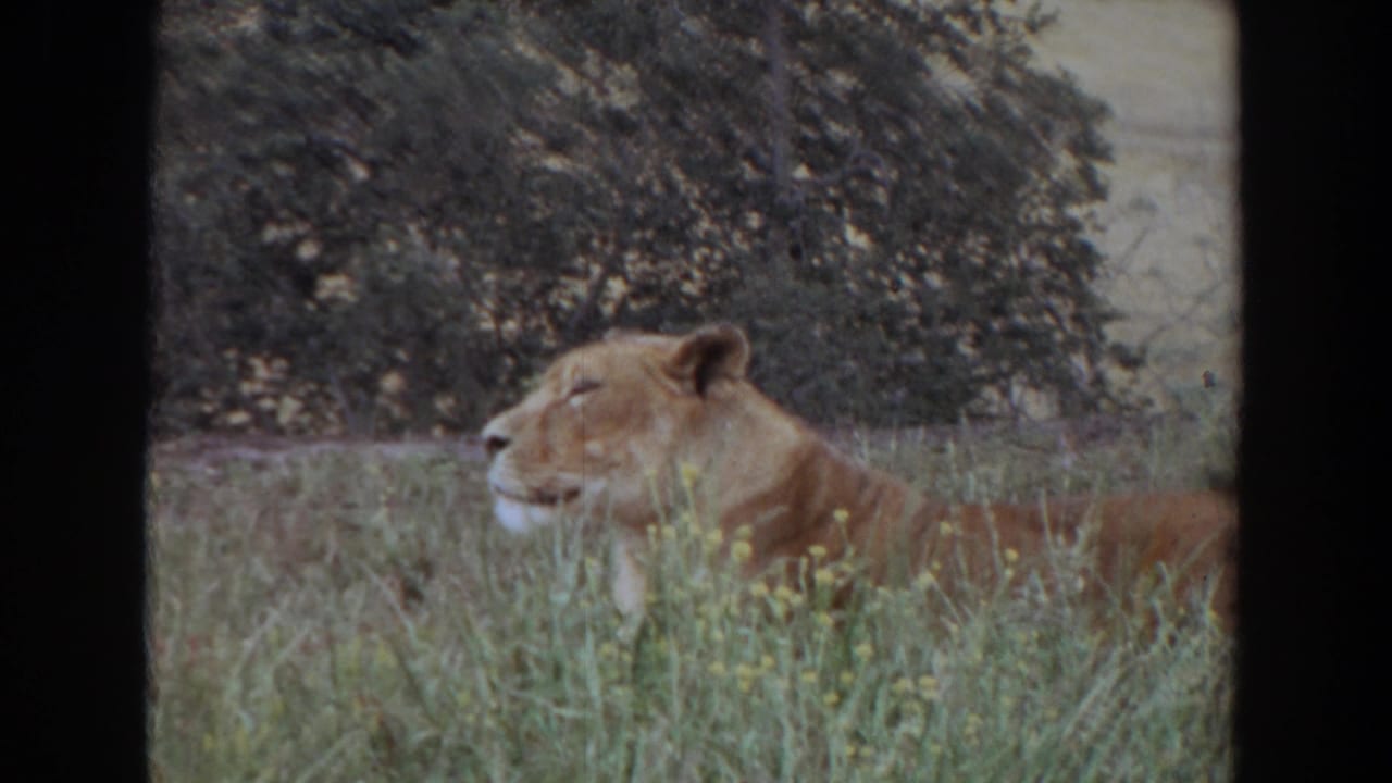 Lioness lying in tall grass beside trees.