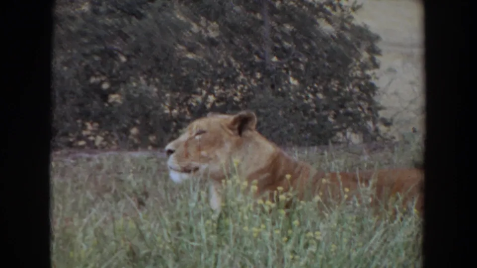 Lioness rests in tall grass in 1974 Irvine, California footage, framed in profile with trees behind her.