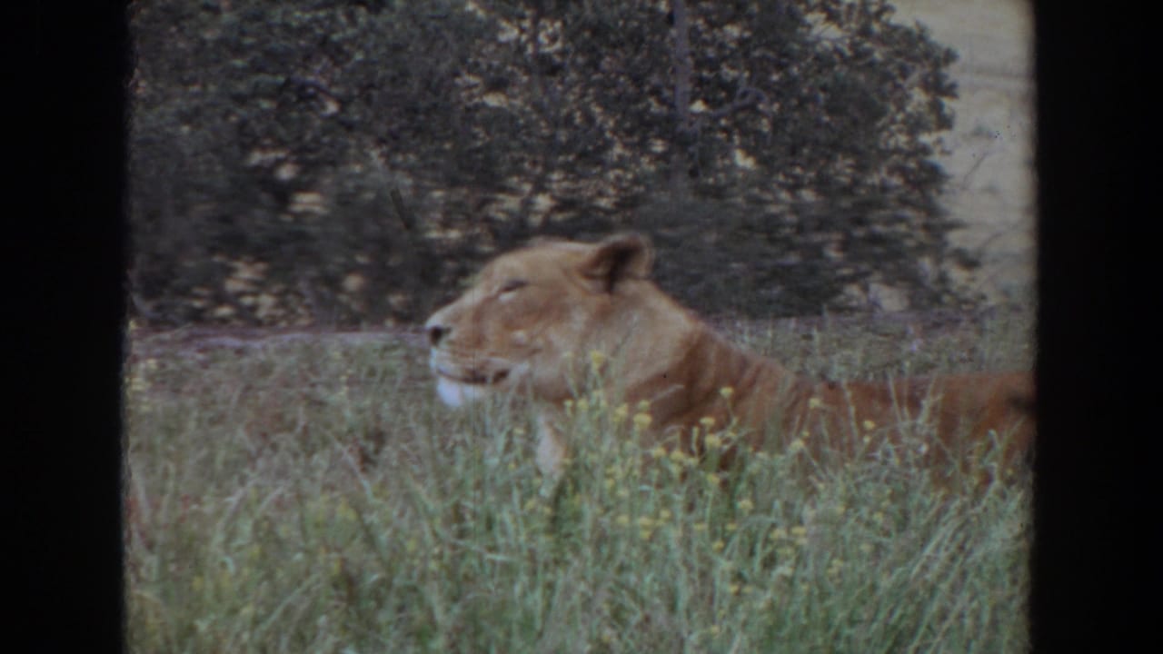 Lioness in profile lying low in grass.