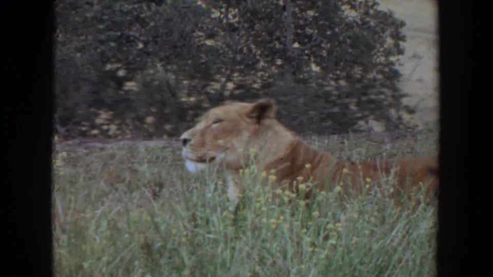 Profile view of a lioness lying in tall grass, with soft 8mm grain and trees in the background.