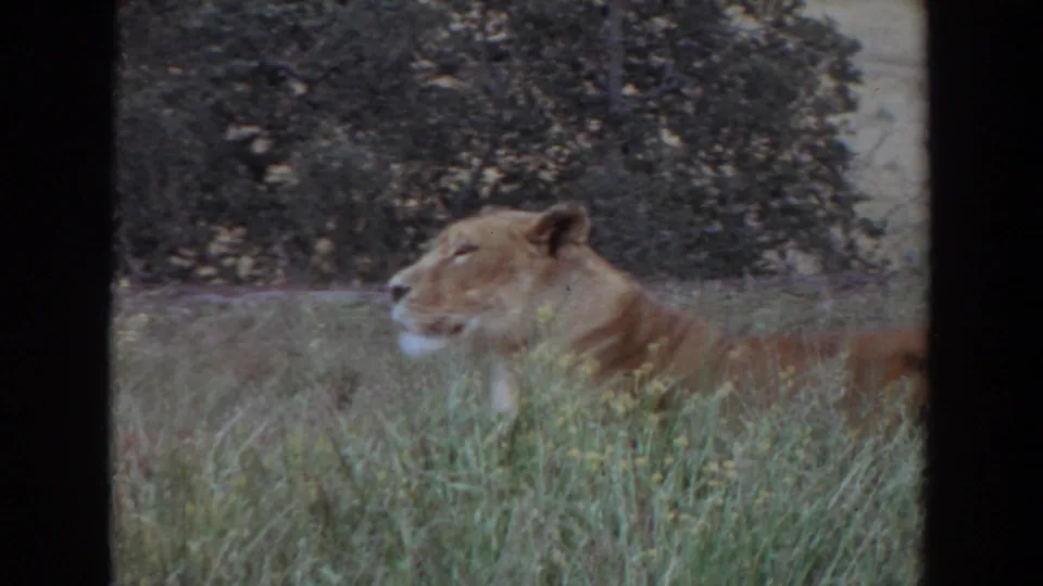 A lioness remains still in tall grass near trees, captured in soft-color 8mm home-movie footage.