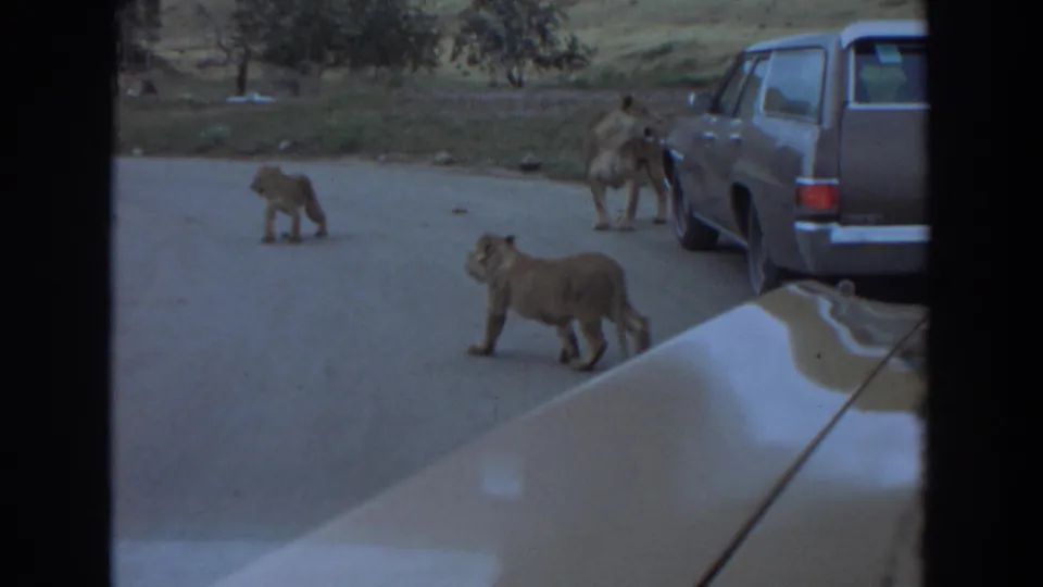 Two lion cubs walk on a paved road near 1970s cars in Irvine, California, suggesting a drive-through wildlife park.