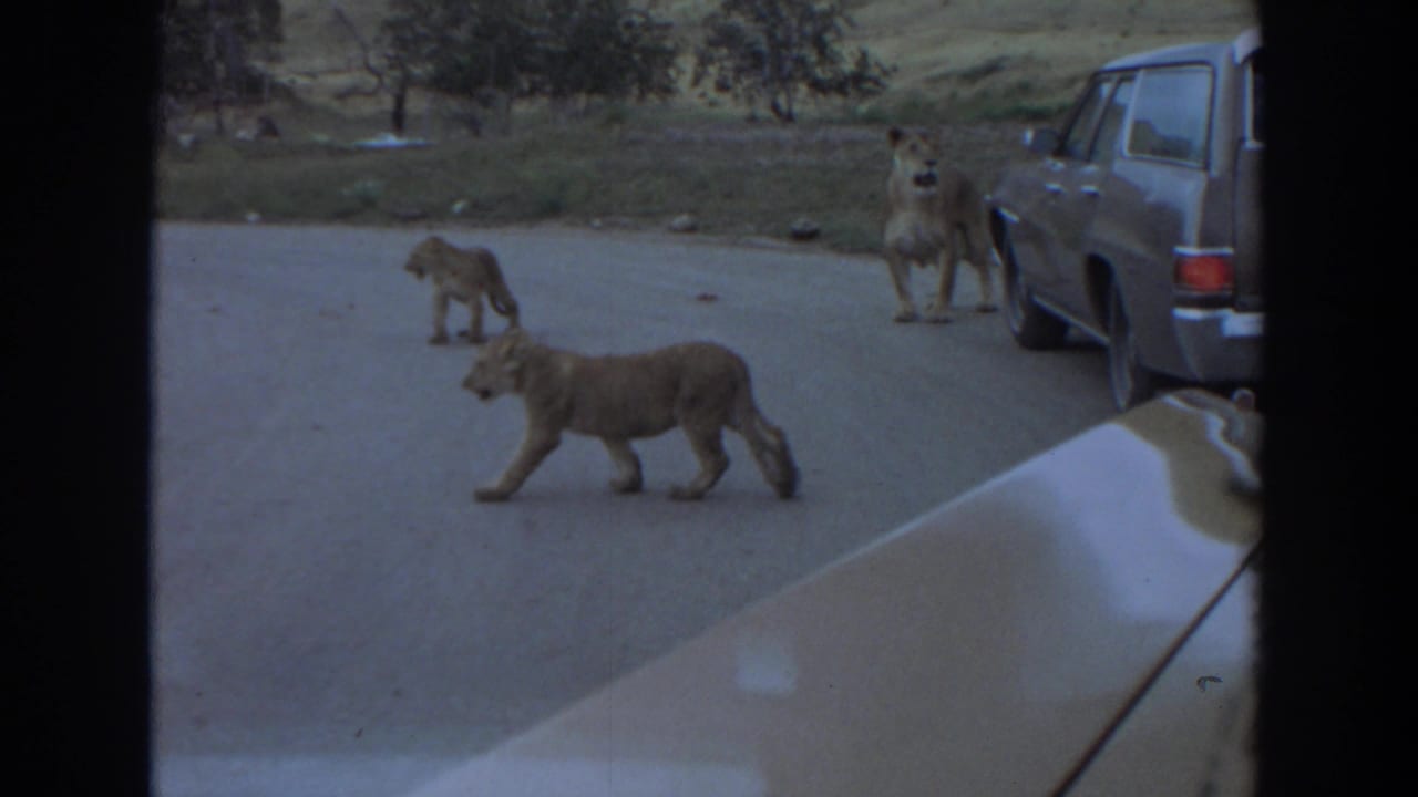 Lioness and cubs walking across a paved road near parked cars.