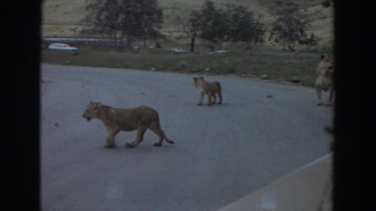 A lioness walks across the paved road while cubs remain nearby, with a car hood and window framing visible in the 1974 Irvine footage.