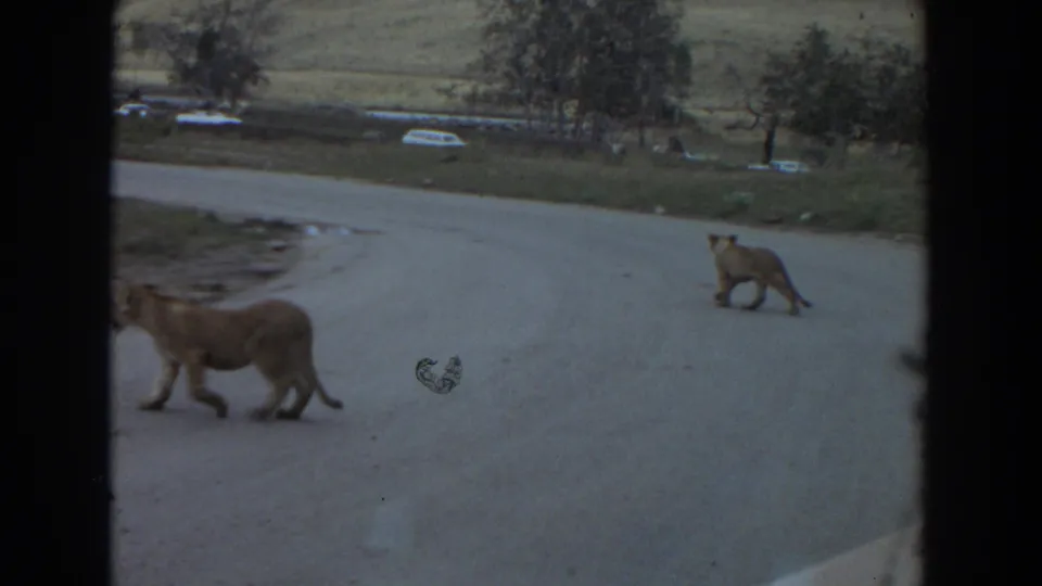 The lioness passes partly out of frame while a cub stands farther along the road in 1974 Irvine home-movie footage.