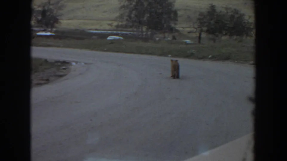 A cub stands alone on the paved road in the Irvine, California scene, with grassy ground and trees behind it.