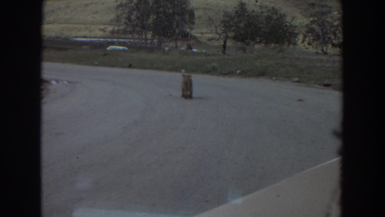 Small lion cub standing on a paved road with grassy hillside and trees beyond.