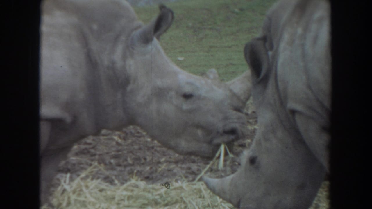1974 Irvine home-movie frame with two rhinos feeding on hay, their heads and horns filling most of the frame.