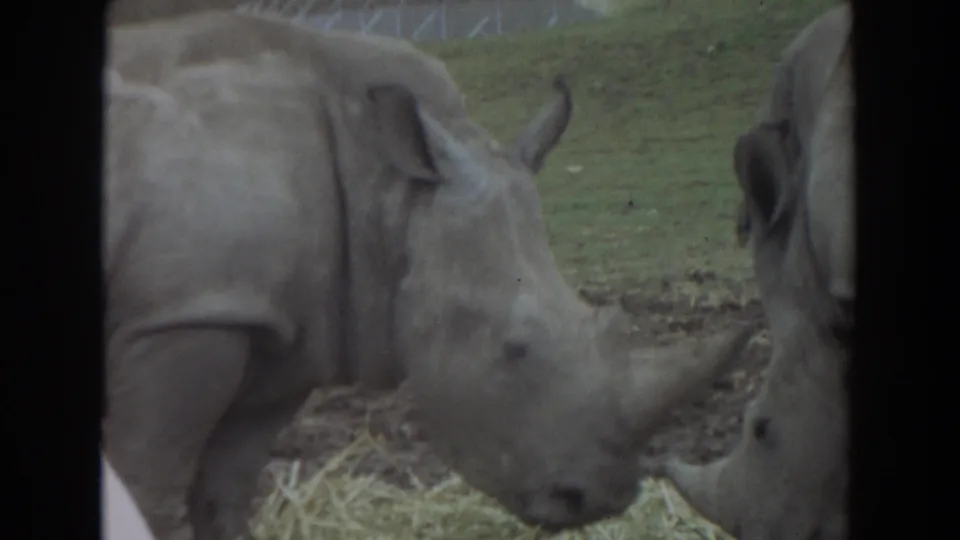 Close 1974 Irvine 8mm frame of rhinos feeding, with hay at the bottom of the frame and grass behind them.