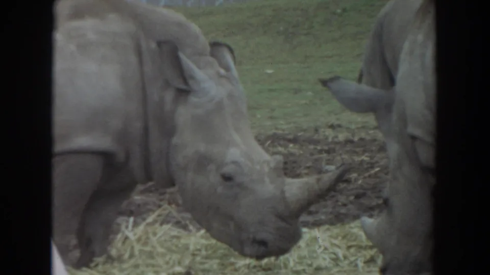 1974 Irvine home-movie frame showing rhinos eating hay at close range, with horns, ears, and enclosure ground visible.