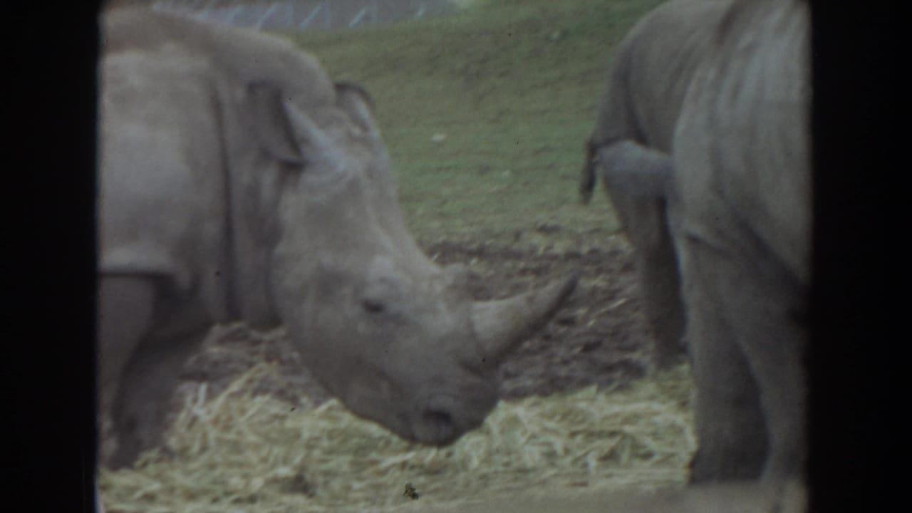 1974 Irvine 8mm frame showing two rhinos grazing on hay in a zoo-like enclosure, viewed from a vehicle-side perspective.