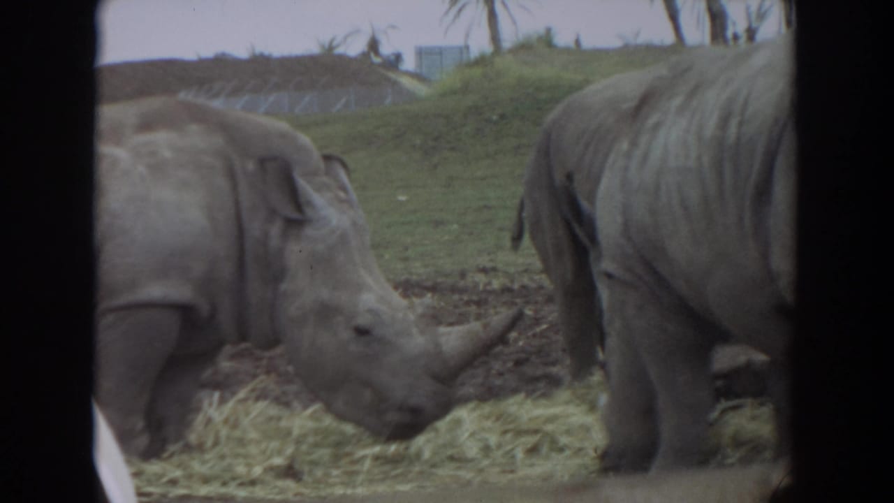 Two rhinos feed near hay with grass and palm trees behind them.
