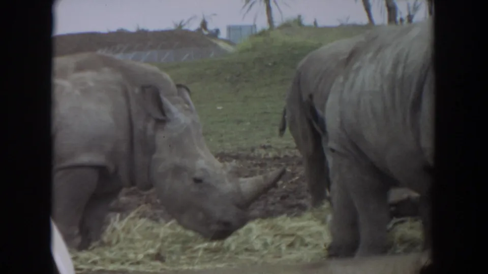 1974 Irvine 8mm frame of two rhinos feeding in an enclosure, with palm trees and a low grassy hill in the background.