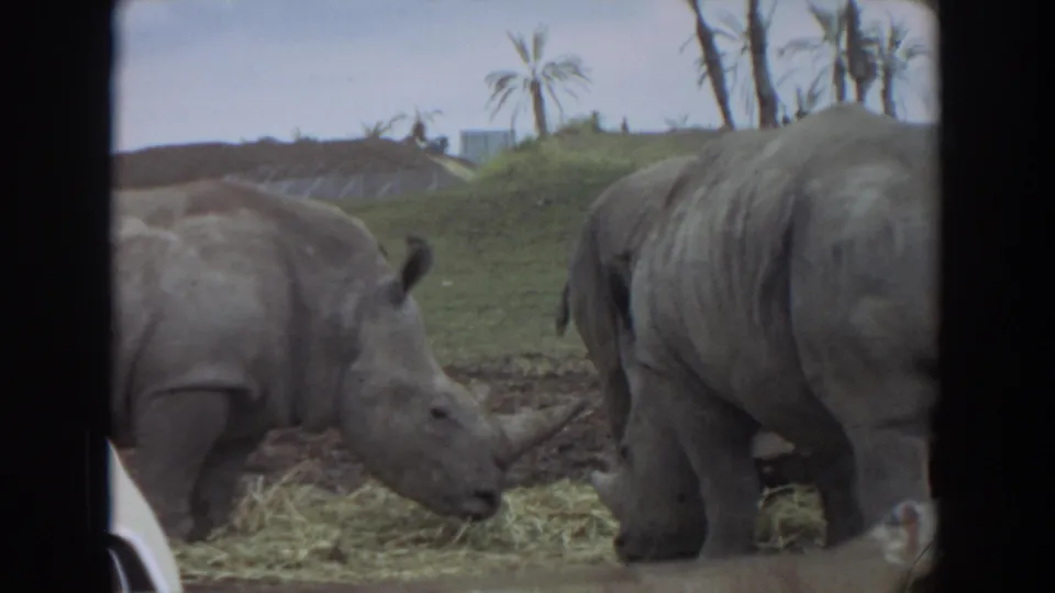 1974 Irvine 8mm frame showing two rhinos in a grassy enclosure, filmed from a car with a white vehicle edge visible below.