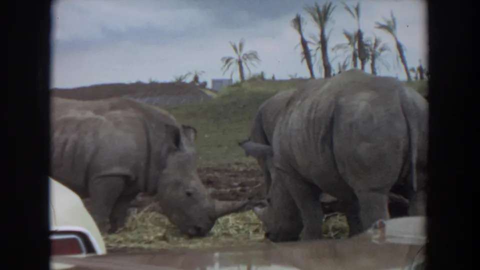 1974 Irvine 8mm frame of two rhinos grazing, with the rear of one rhino and a white car foreground visible in the shot.