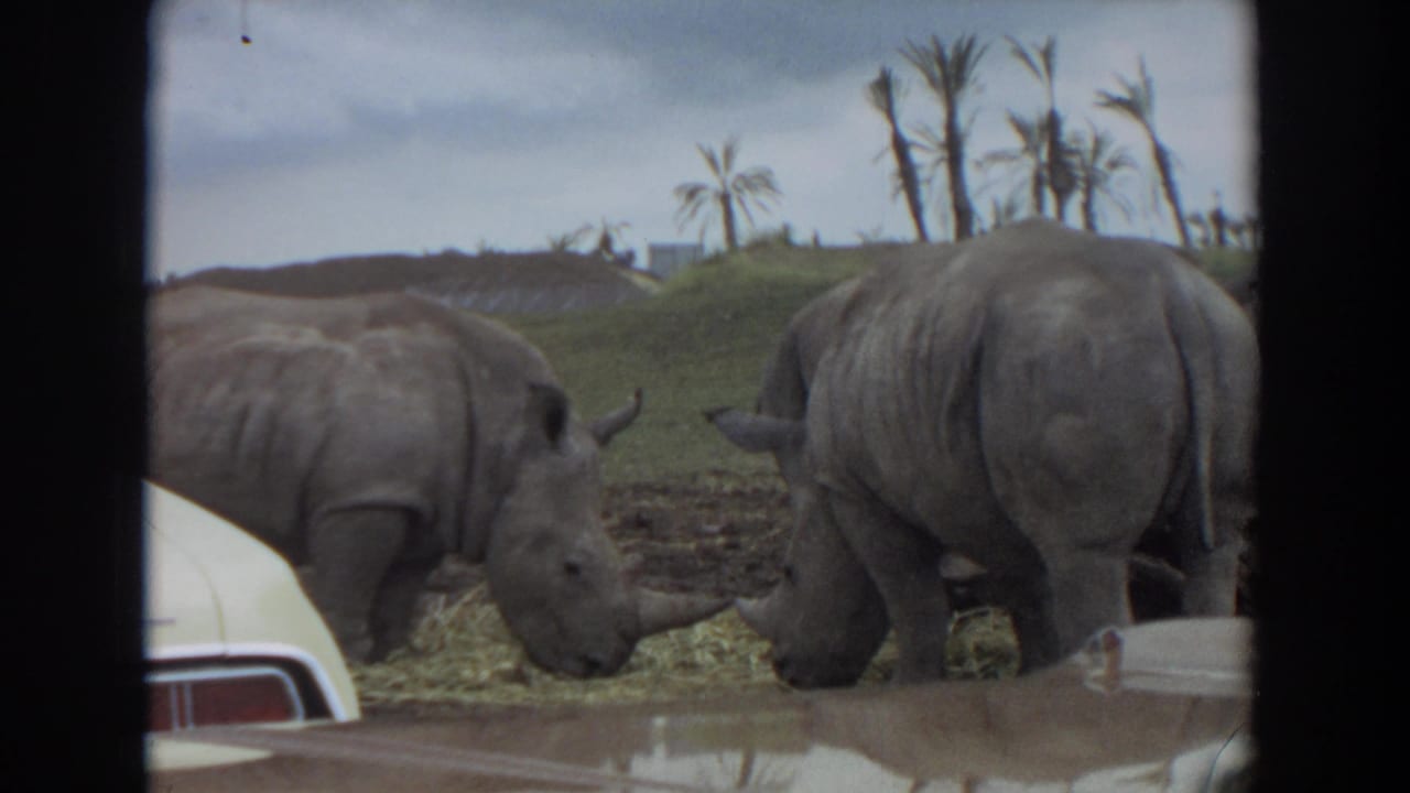 Two rhinoceroses eating hay near a pale car roof in a zoo enclosure.
