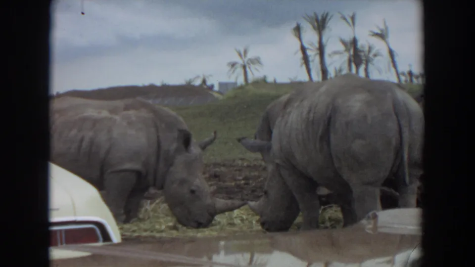 1974 Irvine zoo home-movie frame showing two rhinoceroses feeding beside a pale car roof, with palms and a grassy berm behind them.
