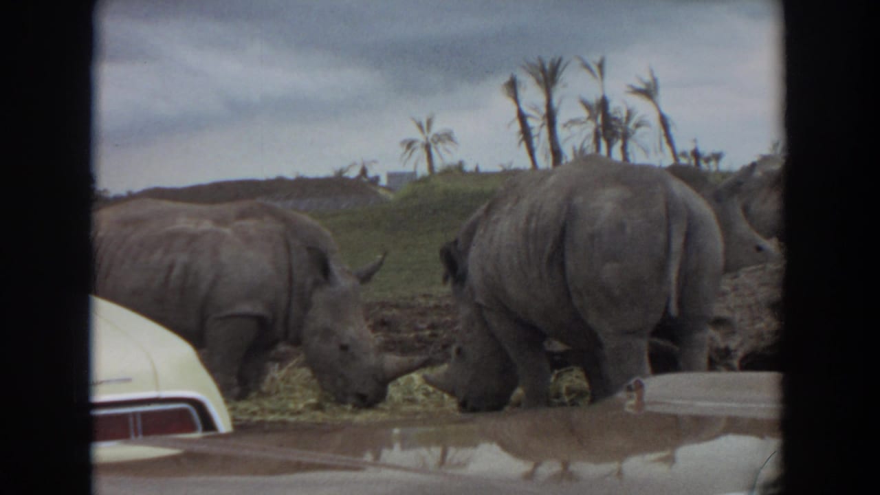 Two rhinoceroses feed near a car with palm trees in the background.