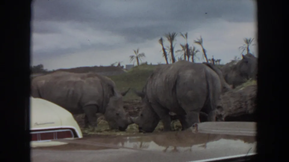 1974 Irvine zoo frame showing two rhinoceroses feeding and a third partly visible at right, filmed past a pale car roof.
