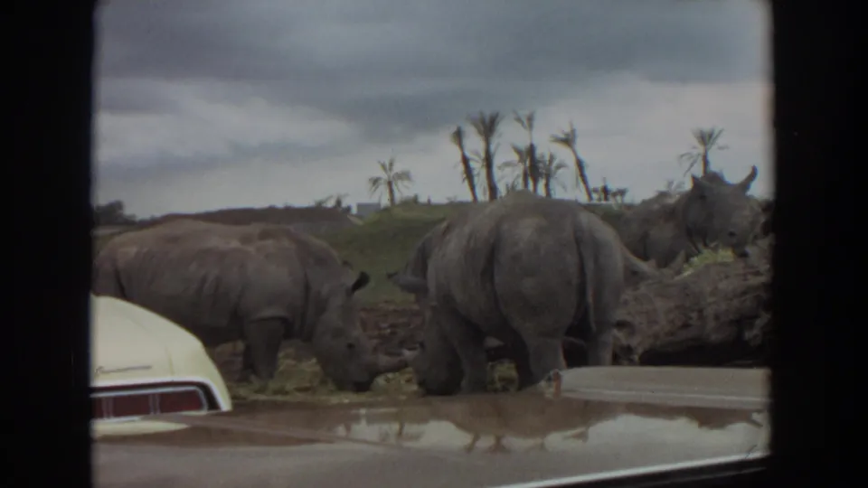 1974 Irvine home-movie frame of rhinoceroses in a zoo enclosure, with hay, a foreground car roof, palms, and overcast sky.