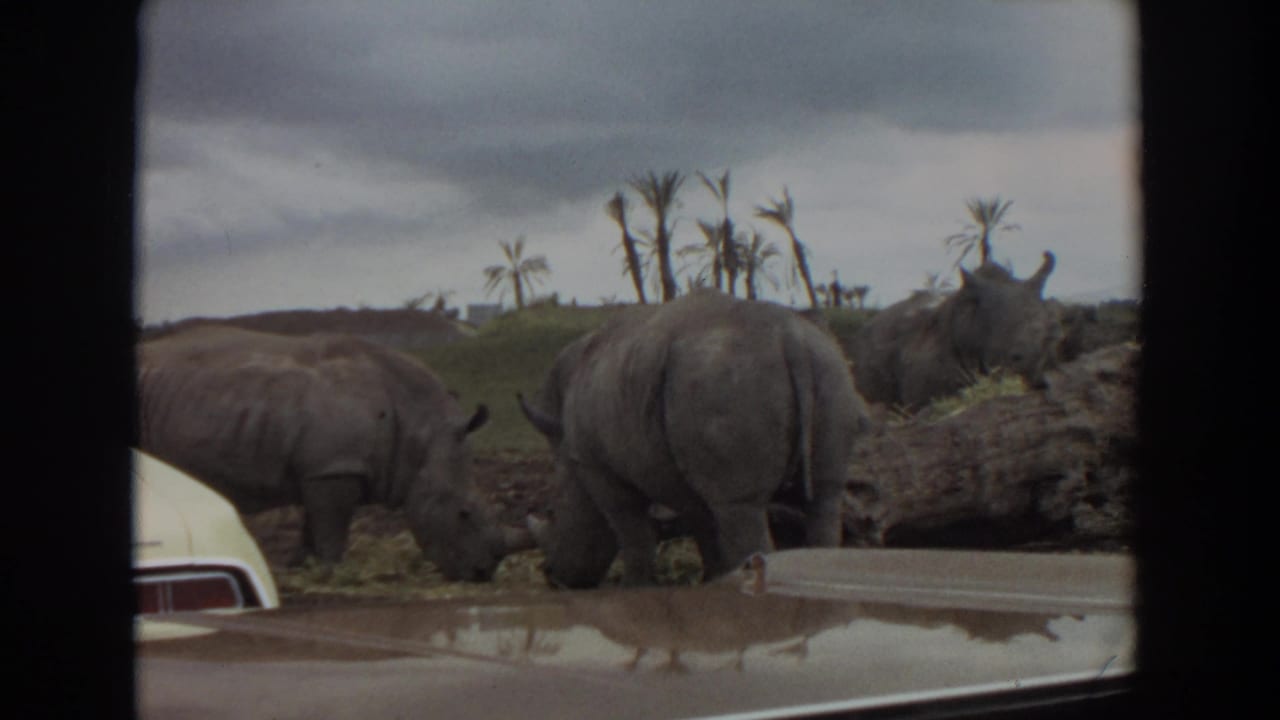 Three rhinos graze beside a car in a drive-through enclosure.