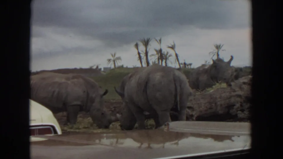 1974 8mm frame from Irvine, California, showing rhinos grazing near a car hood in a wildlife enclosure.