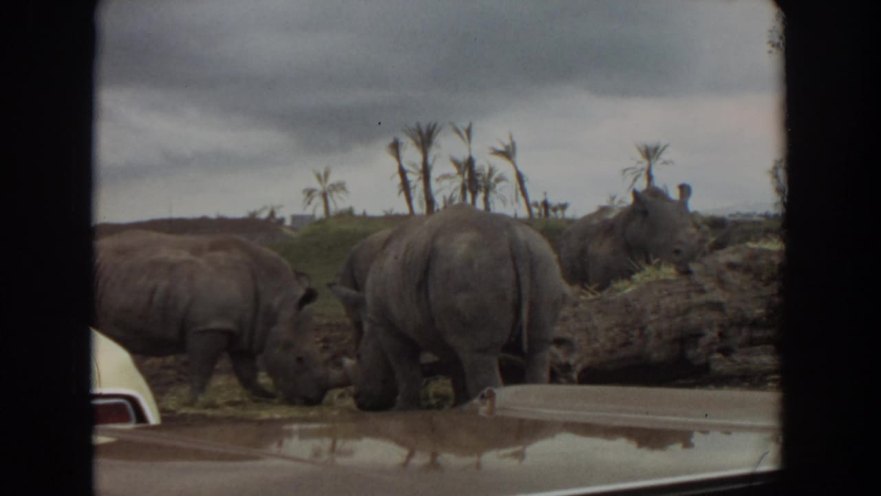 1974 Irvine wildlife-park view of rhinos grazing near a log, filmed from inside or beside a car.
