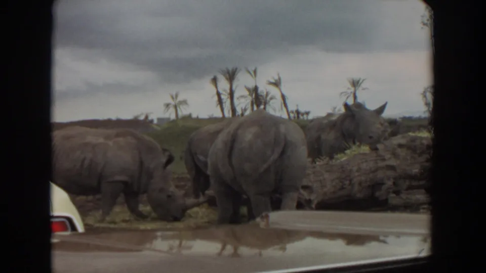 1974 8mm home-movie frame of rhinos grazing in an Irvine drive-through animal enclosure.