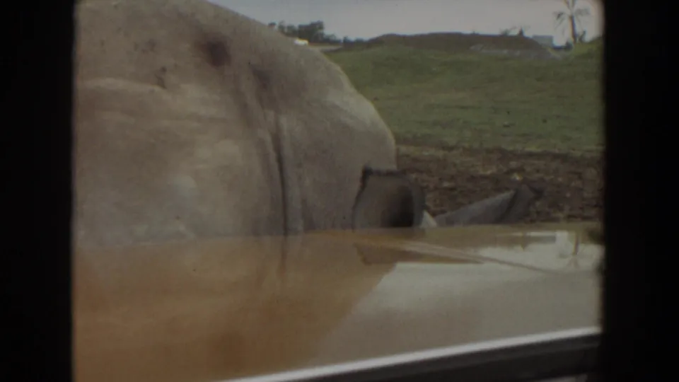 Close 1974 Irvine frame of a rhino beside the filming car, with the vehicle hood and enclosure grass visible.