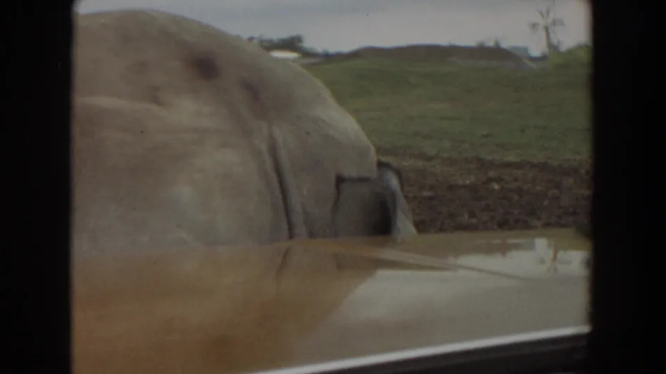 1974 Irvine-area home-movie frame showing a close elephant body near a car edge, with grass, low hills, and cloudy sky behind it.