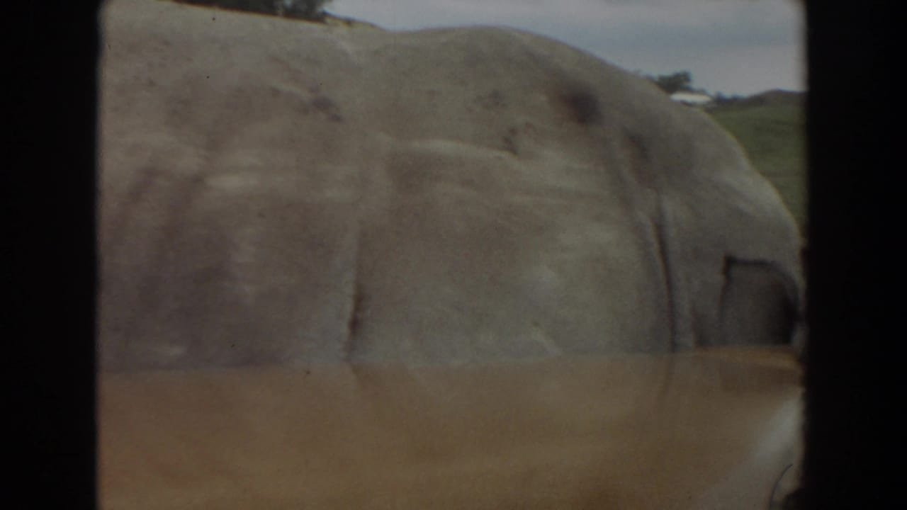 Close side view of an elephant filling the frame near a car edge.