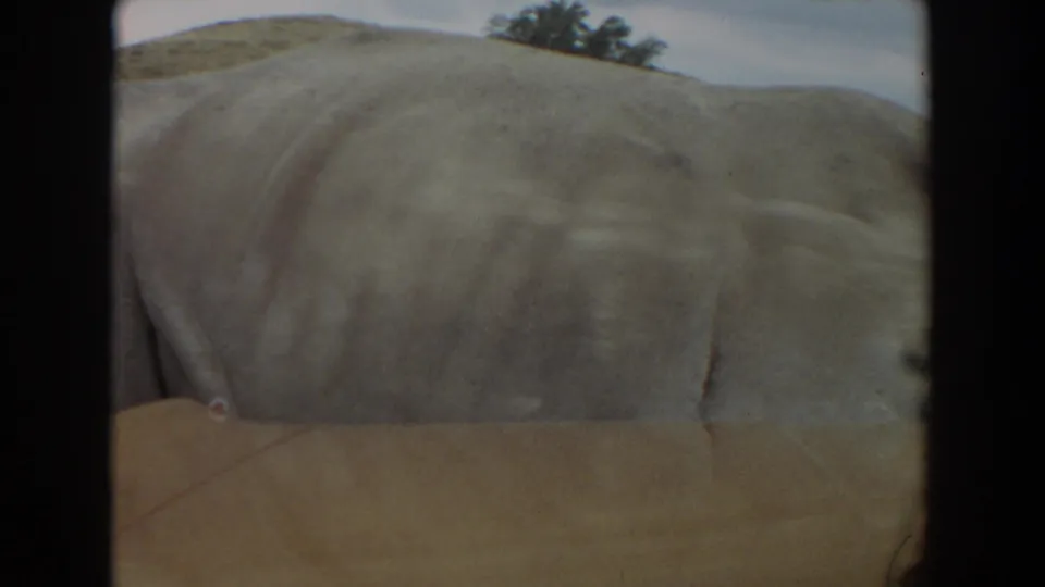 A close 8mm frame of the elephant beside the car, its grey body crossing the foreground with a grassy hillside in back.