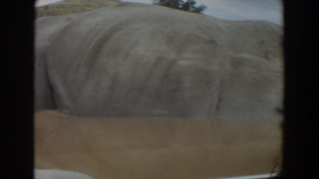 Large pig seen close beside a vehicle window in a grassy enclosure.