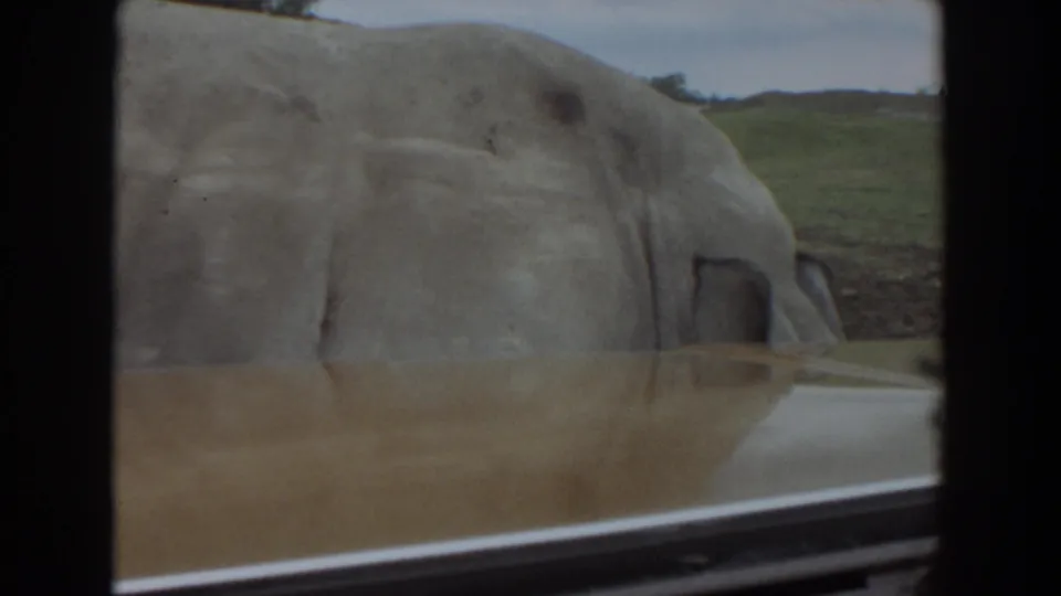 1974 Irvine home-movie frame of a large pig moving past the car, with a grassy slope and muted sky in the background.