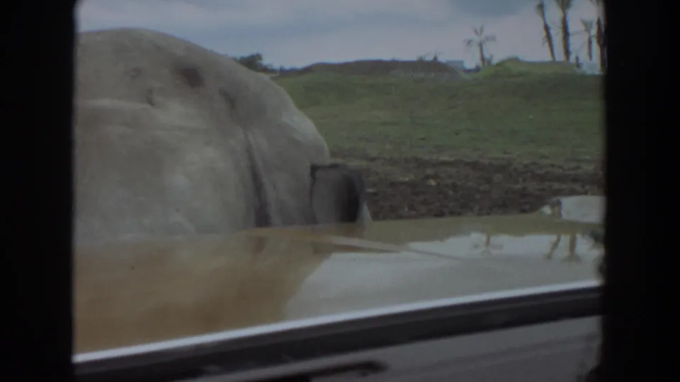 1974 Irvine 8mm frame showing the pig close to the car window, with grass, bare trees, and palm-like trees in the distance.